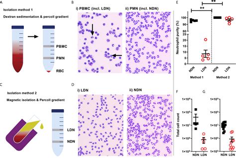 Frontiers High Purity Isolation Of Low Density Neutrophils Casts
