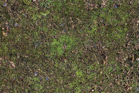 Detailed Close Up View On A Forest Ground Texture With Moss And