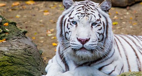 Conoce El Tigre De Bengala Blanco