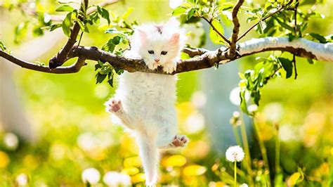 White Cat Kitten Is Hanging On Tree Branch In Yellow Blur Flowers