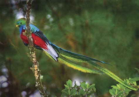 an incredible janson photo of the elusive quetzal guatemala s national bird revue magazine