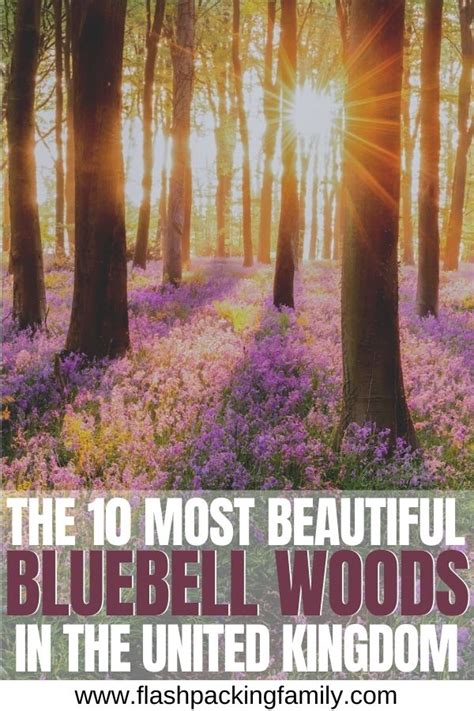 The 10 Most Beautiful Bluebell Woods In The Uk Bluebells Life Is