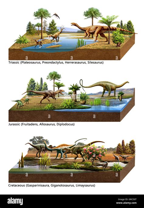 Mesozoic Era Include Triassic Jurassic And Cretaceous And Some Of