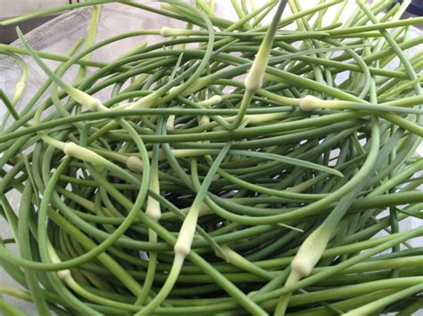 Garlic Scapes From Wisconsin