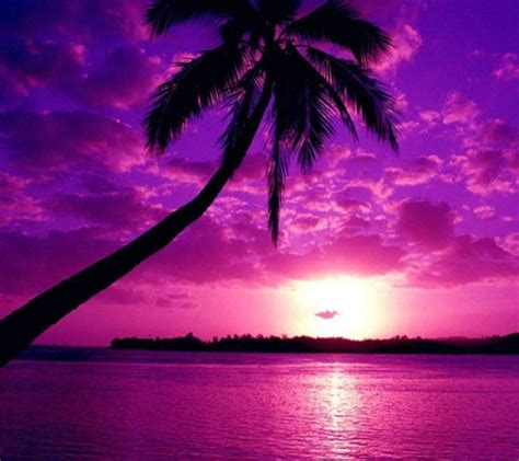 Purple Sunset wallpaper by wotsitgizmo - 10 - Free on ZEDGE™