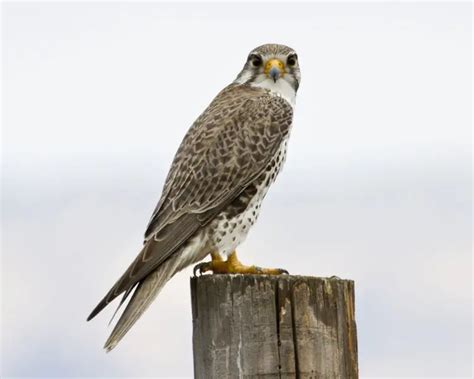 Prairie Falcon Facts Diet Habitat And Pictures On Animaliabio