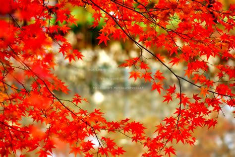 Autumn September Wallpapers Wallpaper Cave