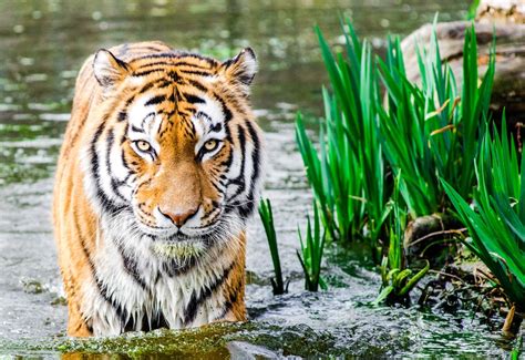 Get to know animal welfare laws in malaysia and how to report abuse. 7 Wildlife Wonders of Malaysia - ExpatGo
