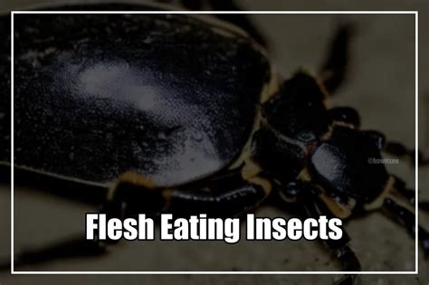 10 Flesh Eating Insects Bugs That Eat Dead Skin 2023