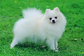 Pomeranian Dog Breed » Information, Pictures, & More