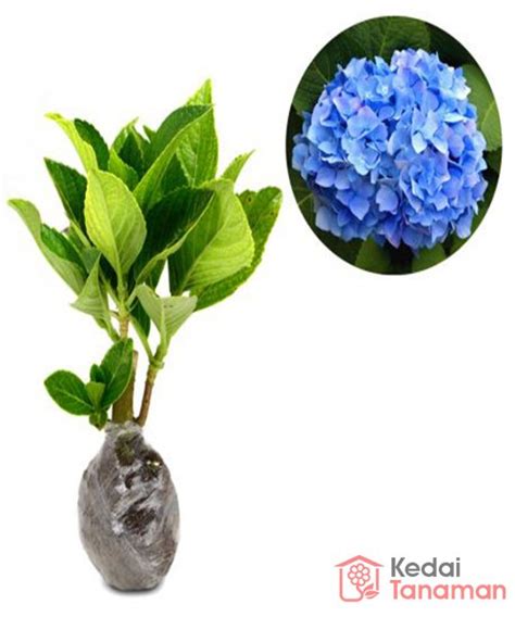 Jual Bunga Hydrangea Biru Di Lapak Kedaitanaman Bukalapak