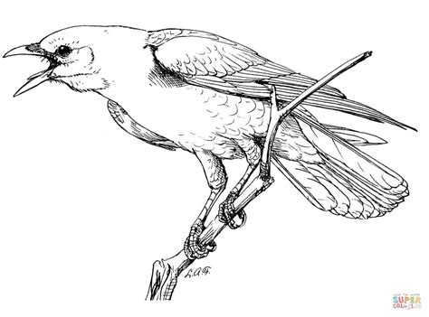 Realistic Perched American Crow coloring page  Free Printable Coloring