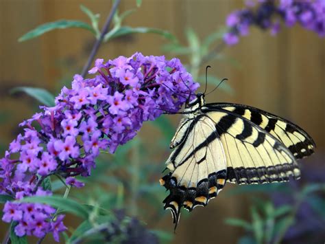 The key is to plant a plot that provides and supports wildlife habitat year round, especially. Pruning Butterfly Bush