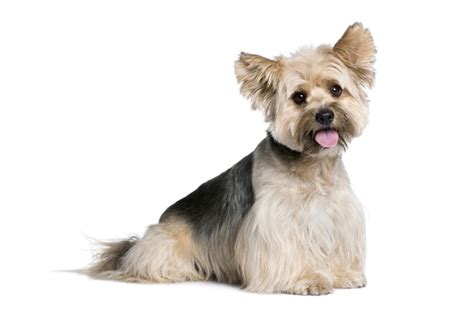 44 Best Apartment Dogs Breeds Sizes And Maintenance Man Of Many