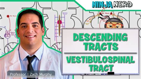 Neurology Descending Tracts Vestibulospinal Tract Youtube