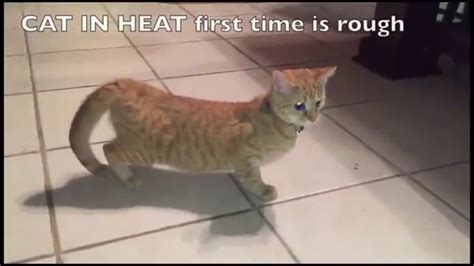 So, consult the pet doctor to. Cat First Heat Cycle - HELP - YouTube