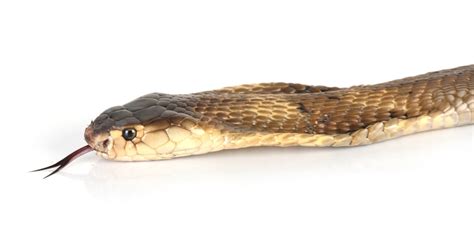 Walaupun secara naluriah ular bisa masuk begitu. Tips Mencegah Ular Kobra Masuk Ke Rumah, Plus Cara Menghadapinya | Rumah123.com