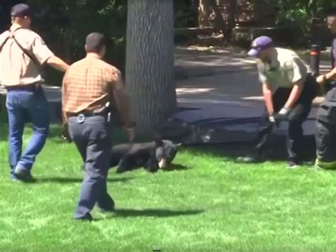 Tranquilized Bear Falls Out Of A Tree On Colorado University Campus