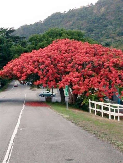 Gorgeous Flamboyán Tree In Yabucoa Puerto Rico Go Puerto Rico