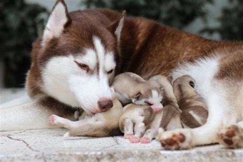 Yavru Köpek Annesinden Ne Zaman Ayrılmalı