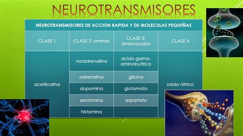 Fisiolog A Basica De Rafael Oswaldo Pacheco I Tabla De Neurotransmisores