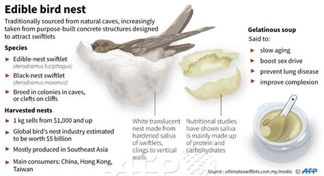 The highest grade available is 90% pure, which is edible as soon as the nest is harvested. edible bird nest - Google Search | เค้าโครงการนำเสนอ