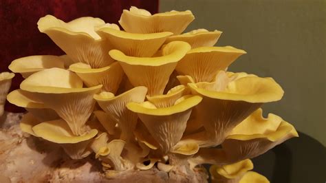 My Second Flush Of Golden Oyster Mushrooms Grown Indoors On Sawdust