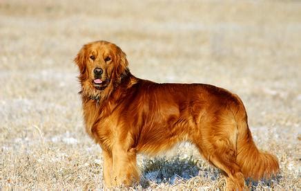 They offer the most popular dog breed in pa, ohio and more. Windy Knoll Goldens - AKC Golden Retrievers