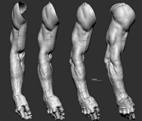 Study Sculpt Arm Arm Anatomy Anatomy For Artists Anatomy Study