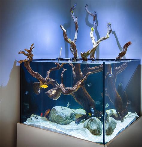 Closeup Of An African Cichlid Aquarium With Manzanita Wood Aquarium