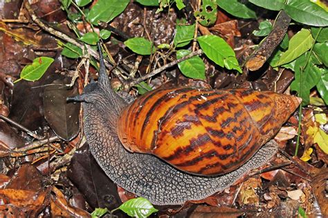 African Giant Snail Also Known As The Giant Tiger Land Snail And