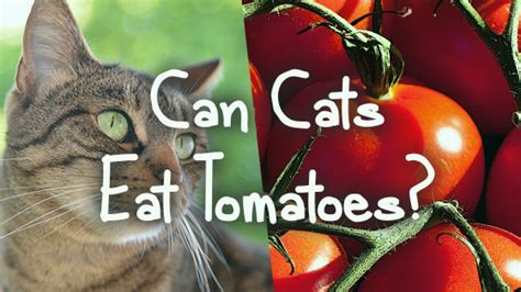 Or, you might be heard that some cats eat tomatoes. Can Cats Eat Tomatoes? | Pet Consider