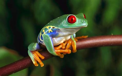 Frog Animals Amphibian Red Eyed Tree Frogs Wallpapers Hd Desktop