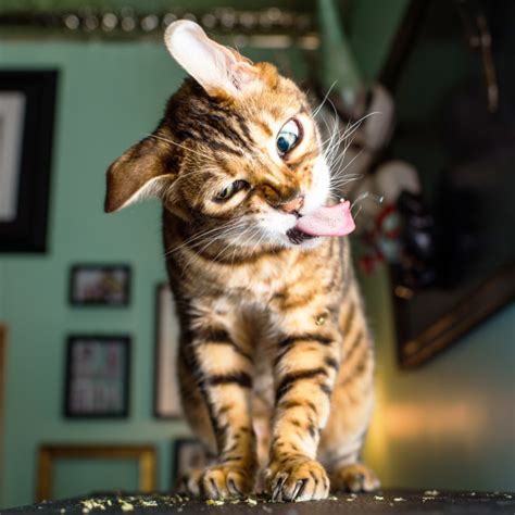 Animal Photographer Takes Photos Of Cats High On Catnip And Its Brilliant