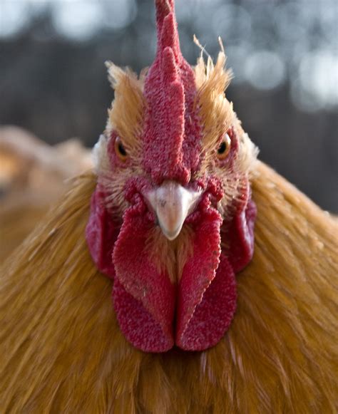 Angry Chicken By Oxecotton On Deviantart