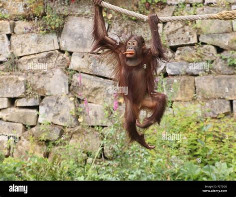 Playful Young Male Bornean Orangutan Pongo Pygmaeus Eating A Carrot