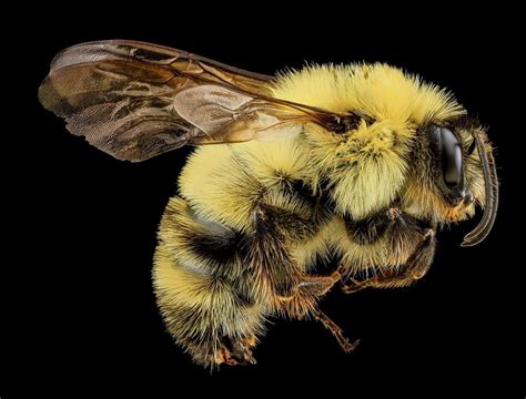 Bumblebees Are Getting Squeezed By Climate Change Science