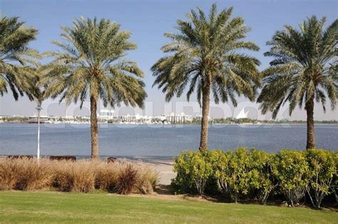 Palm Trees At Dubai Creek United Arab Emirates Stock Photo Colourbox