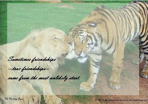 Pin By Leigh Ann Gull On Lion And Tiger Love Tiger Love Tiger