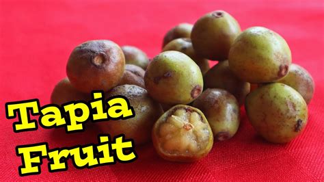 Tapia Extremely Rare Fruit In Madagascar Weird Fruit Explorer Ep