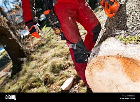 Lumberjack Cutting Tree In Forest Stock Photo Alamy