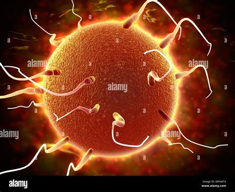 cellula dello sperma immagini e fotografie stock ad alta risoluzione alamy