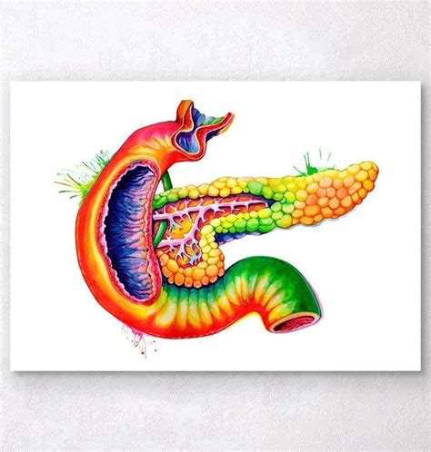 Beautiful Watercolor Pancreas Anatomy Art Print Perfect T For