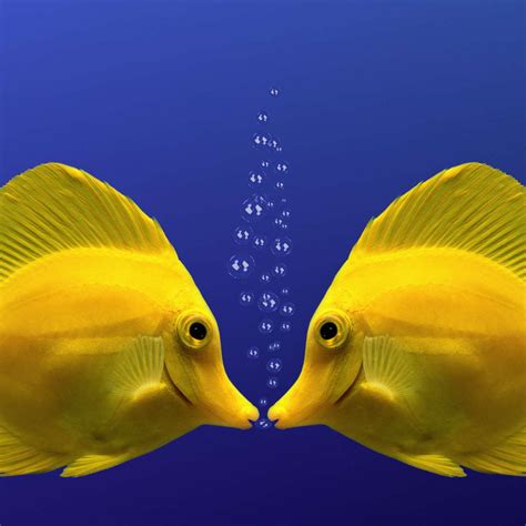 Kissing Yellow Tang Fish Wall Art Photography