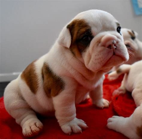 As well as, easier to maintain. English Bulldog Puppies For adoption Offer €300