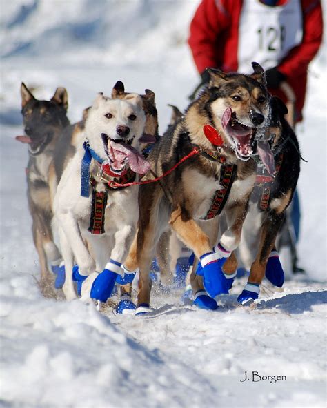 Sled Dogs Look At The Joy They Take In Their Job Many Dog Breeds