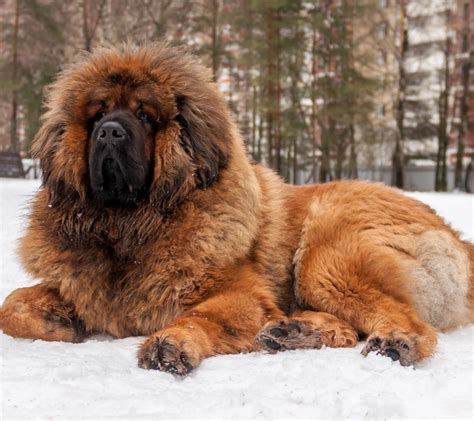 40 Fluffy Dog Breeds Thatll Melt Your Heart Small Medium And Large