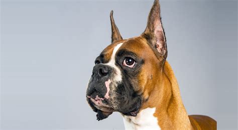 Boxer Dog Breed Information American Kennel Club