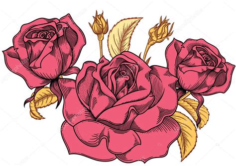 Blooming Pink Roses Flowers Detailed Hand Drawn Vector Illustration