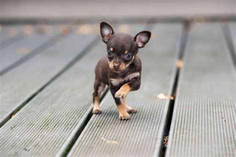 10 Teacup Dog Breeds For Tiny Canine Lovers